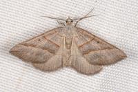 Scotopteryx luridata