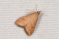 Udea ferrugalis
