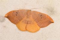 Watsonalla binaria
