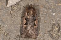 Xestia c-nigrum