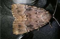 Amphipyra pyramidea