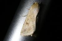 Helicoverpa armigera