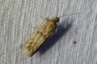 Homoeosoma sinuella