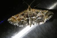 Diasemia reticularis