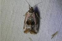 Elaphria venustula