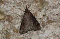 Hypena obsitalis