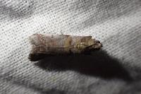Acrobasis