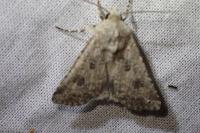 Anarta sodae
