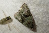 Cryphia algae/pallida/ochsi