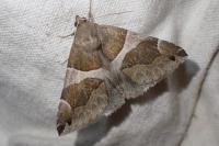 Dysgonia algira