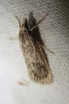 Chilo pulverosellus