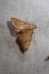 Endotricha flammealis