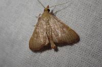 Hypsopygia incarnatalis