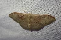 Idaea degeneraria