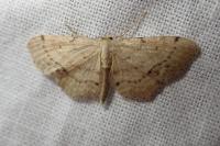 Idaea dimidiata