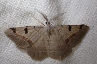 Itame vincularia