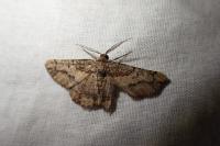 Menophra japygiaria