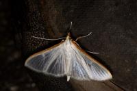 Palpita vitrealis