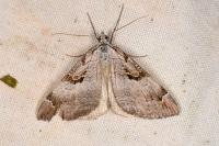 Aplocera praeformata