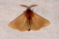 Lemonia taraxaci