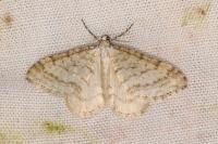 Mesotype verberata