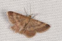 Scopula rubiginata