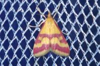 Pyrausta sanguinalis