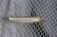 Eilema caniola