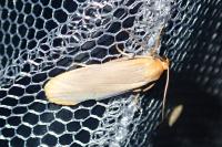 Katha depressa
