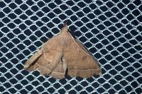 Polypogon plumigeralis