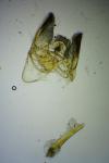 Phycitodes inquinatella