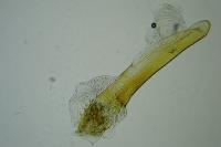 Phycitodes inquinatella
