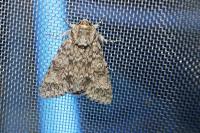 Acronicta megacephala