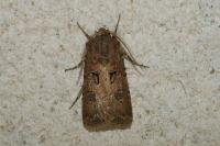 Agrotis bigramma