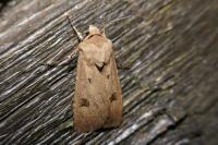 Agrotis exclamationis exclamationis