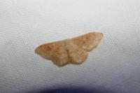 Idaea rubraria