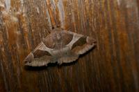 Dysgonia algira