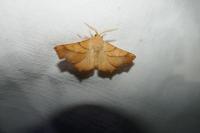 Ennomos fuscantaria