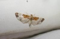 Eupithecia breviculata