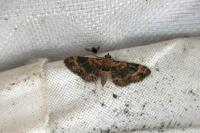 Eupithecia linariata/pulchellata/pyreneata