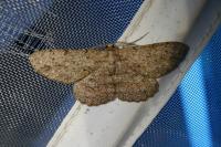 Hypomecis punctinalis