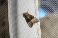 Mesoligia furuncula