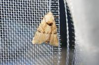 Mesoligia furuncula