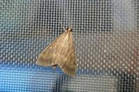 Ostrinia nubilalis