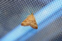 Pyrausta despicata