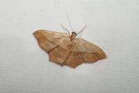 Scopula imitaria