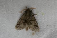 Thaumetopoea pityocampa