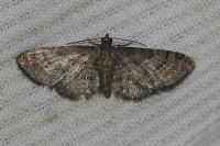 Gymnoscelis rufifasciata