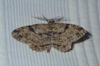 Peribatodes rhomboidaria rhomboidaria