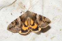 Catocala fulminea